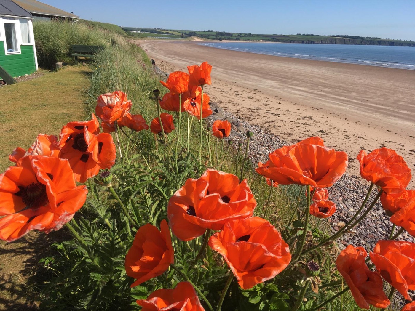Poppies at the south end of Lunan Bay
